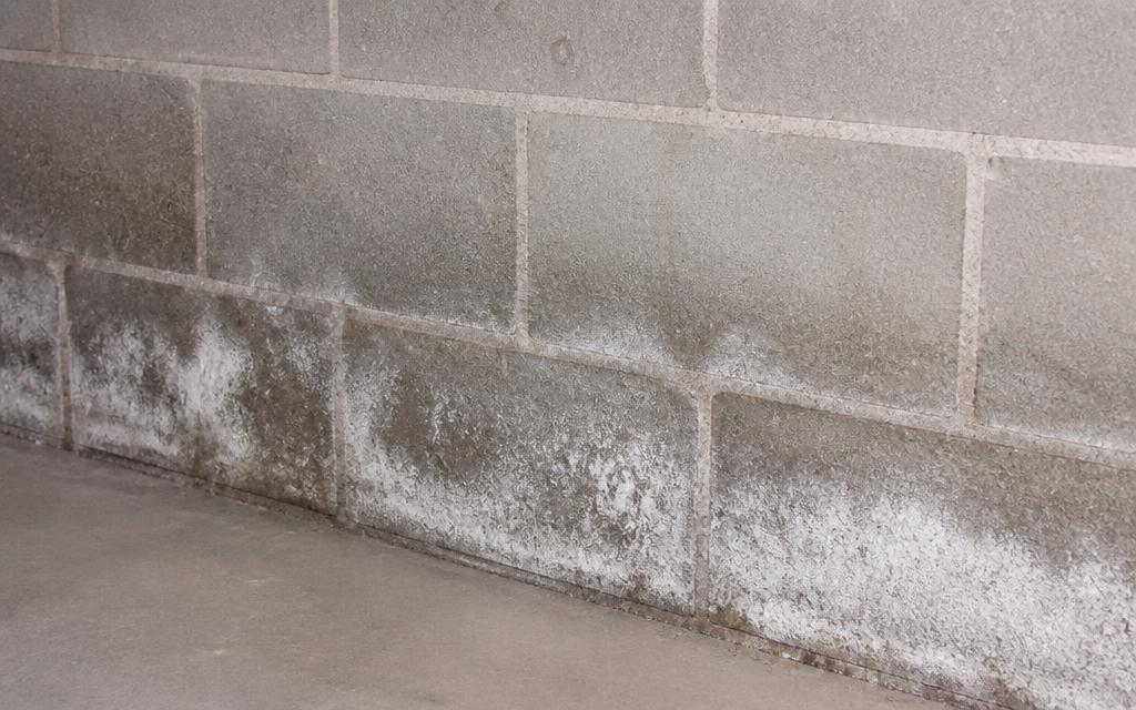 Damp basement block wall with white efflorescence